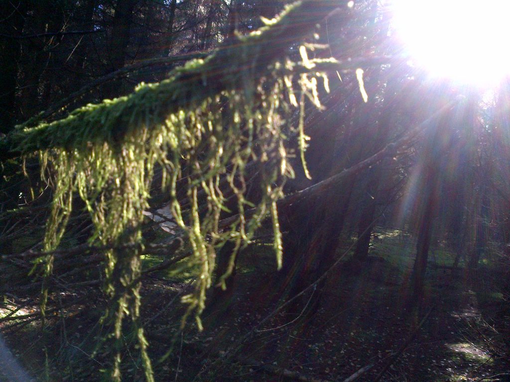 Sonnenlicht fällt durch den Wald und beleuchtet hängendes Moos – Lehrwanderungen bei Napikra