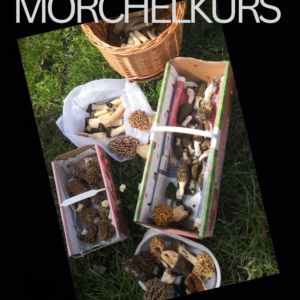 Pilzkurs I "Ökologie der Pilze - Wie man Pilze findet"