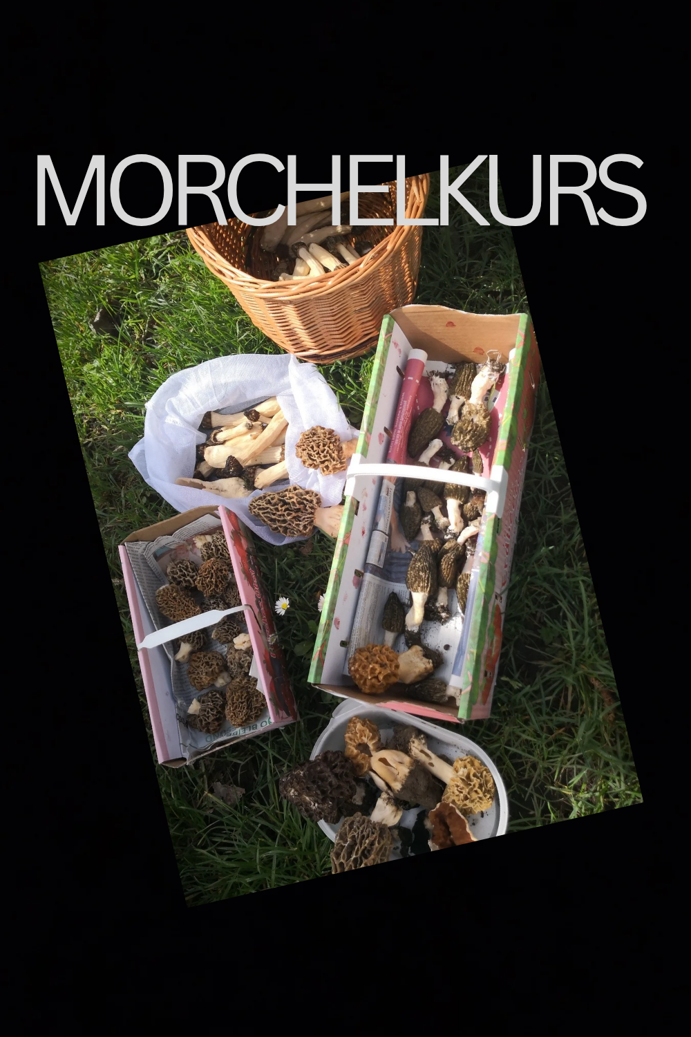 Pilzkurs I "Ökologie der Pilze - Wie man Pilze findet"