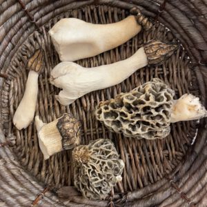 Pilzkurs I "Ökologie der Pilze - Wie man Pilze findet"