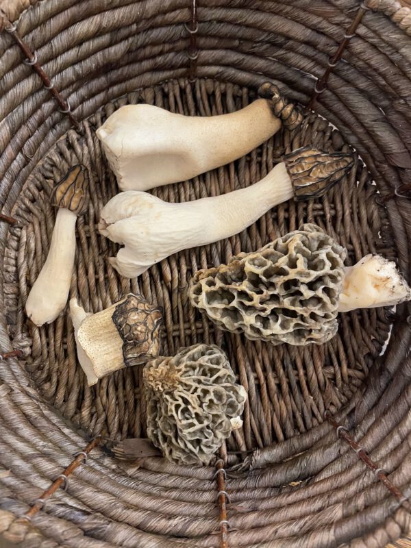 Pilzkurs I "Ökologie der Pilze - Wie man Pilze findet"