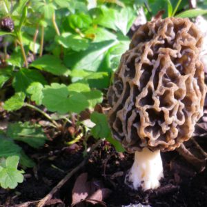 Pilzkurs I "Ökologie der Pilze - Wie man Pilze findet"