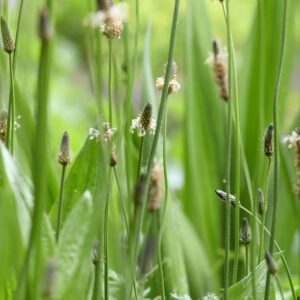 Kräuterwanderung "Wildkräuter der Saison"
