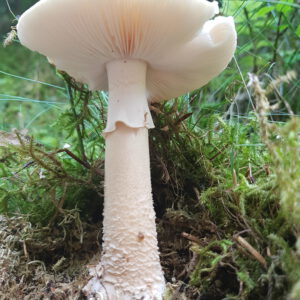 Pilzkurs III "Pilze mit Lamellen"