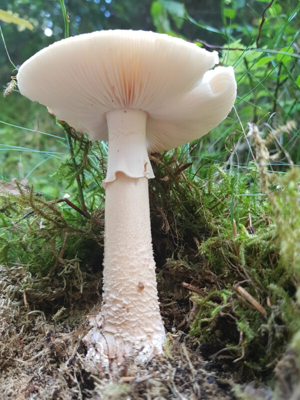 Pilzkurs III "Pilze mit Lamellen"