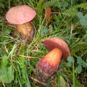 Pilzkurs V "Speisepilze und Doppelgänger, Einführung Vitalpilze"