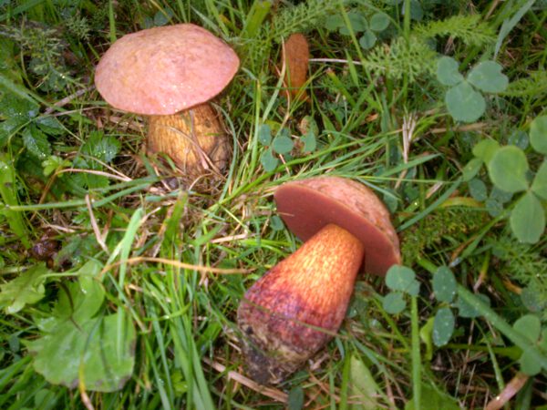 Pilzkurs V "Speisepilze und Doppelgänger, Einführung Vitalpilze"
