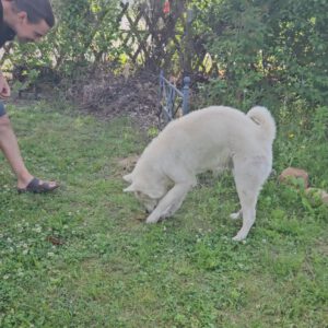 Trüffelsuche mit Hund