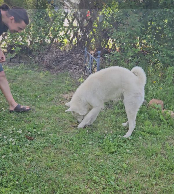 Trüffelsuche mit Hund
