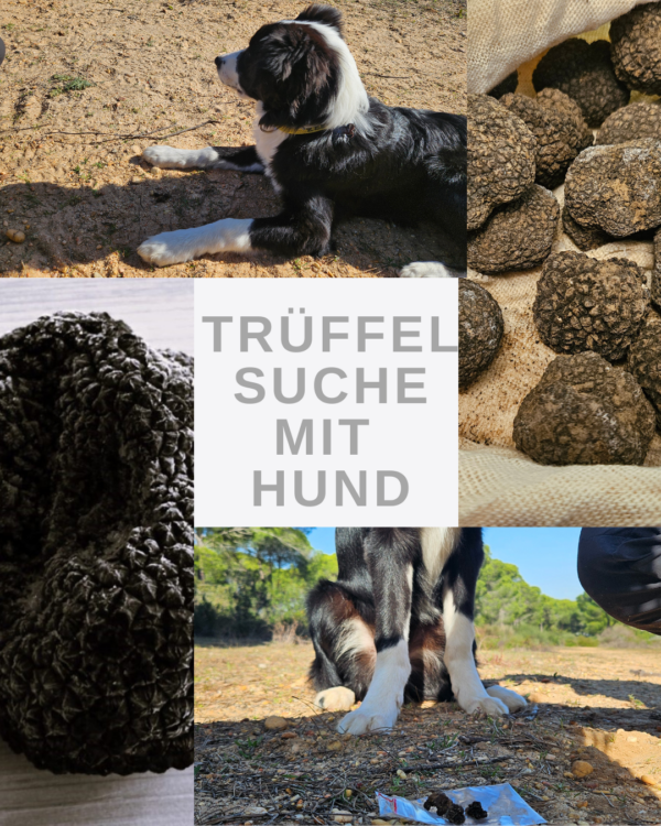 Trüffelsuche mit Hund