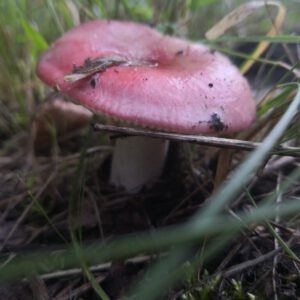Russulales - Fortgeschrittenseminar - Täublinge/ Milchlinge