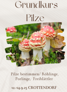 Pilzseminar II 25 napikrapilzschule sachsen 1