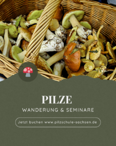 Pilzwanderung Pilzschschule Sachsen Napikra