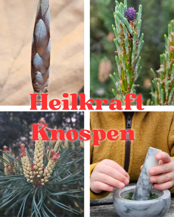 Heilkraft der Knospen