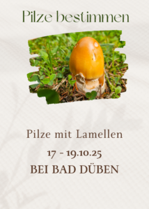 Pilze mit Lamellen Pilzseminar Pilzschule Sachsen