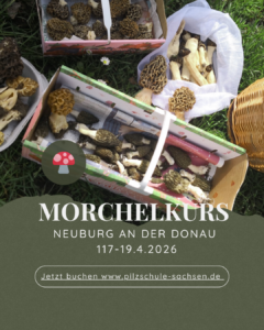 Morchelkurs Bayern