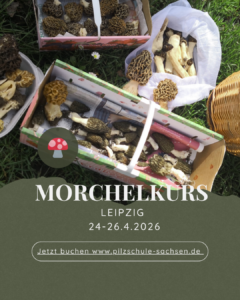 Morchelkurs Leipzig