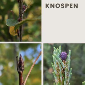 heimische Knospen, Workshop. Napikra Leipzig,