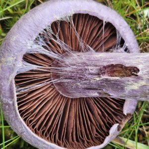 Wochenkurs B Doppelkurs, Aufbaukurs Pilze, Pilzschule sachsen