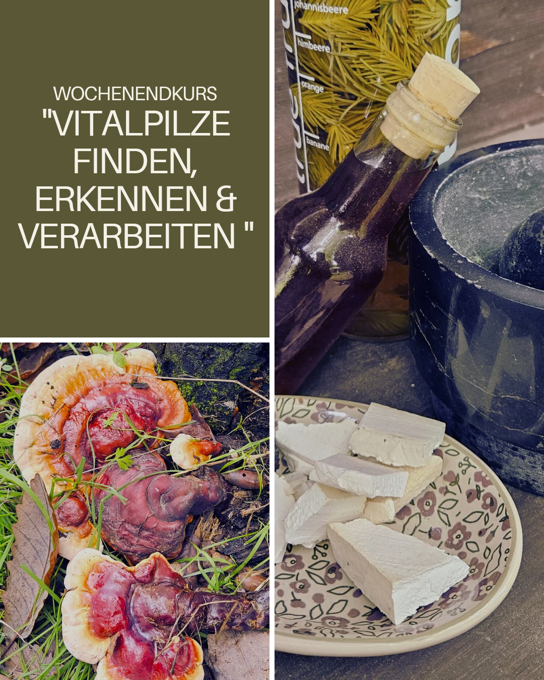 Vitalpilze finden erkennen verarbeiten Vitalpilzkurs