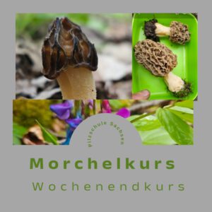 Pilzkurs I "Ökologie der Pilze - Wie man Pilze findet"