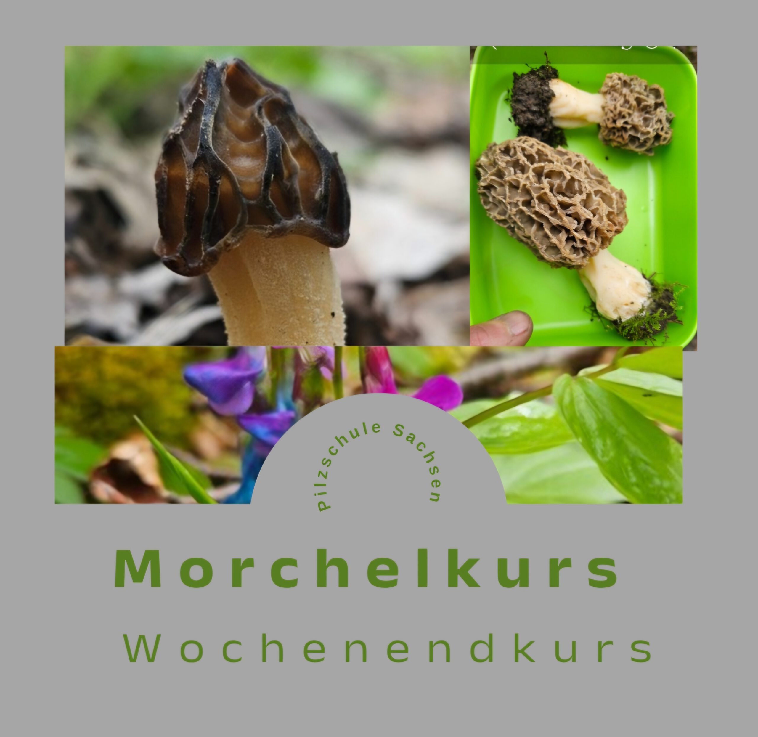 Pilzkurs I "Ökologie der Pilze - Wie man Pilze findet"