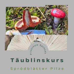 Russulales - Fortgeschrittenseminar - Täublinge/ Milchlinge