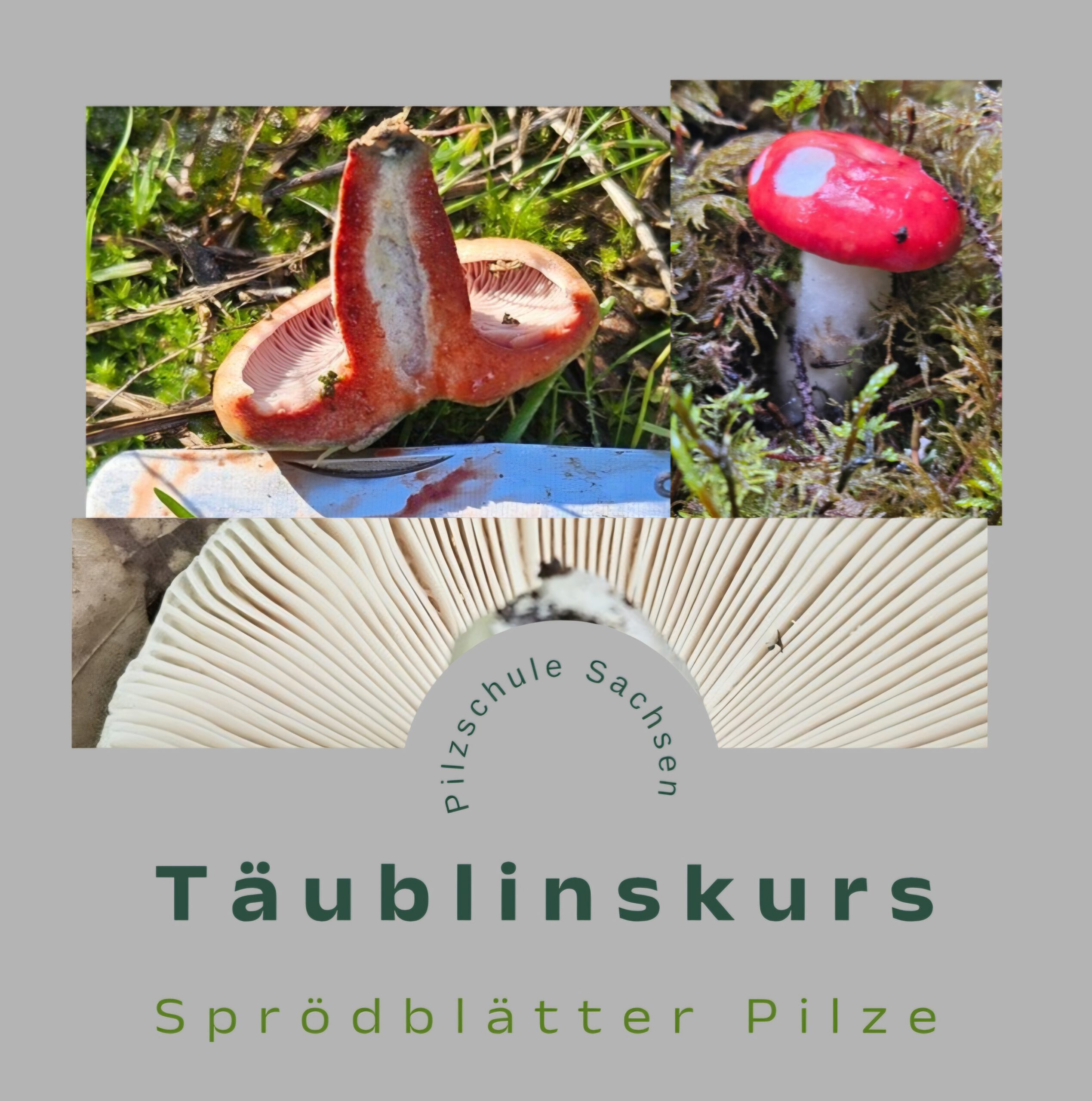 Russulales - Fortgeschrittenseminar - Täublinge/ Milchlinge