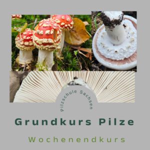 Pilzkurs II "Röhrlinge/ Porlinge und Verwandte + Einführung Freiblättler"