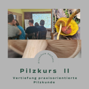 Schüler bei der Pilzwissensvermittlung