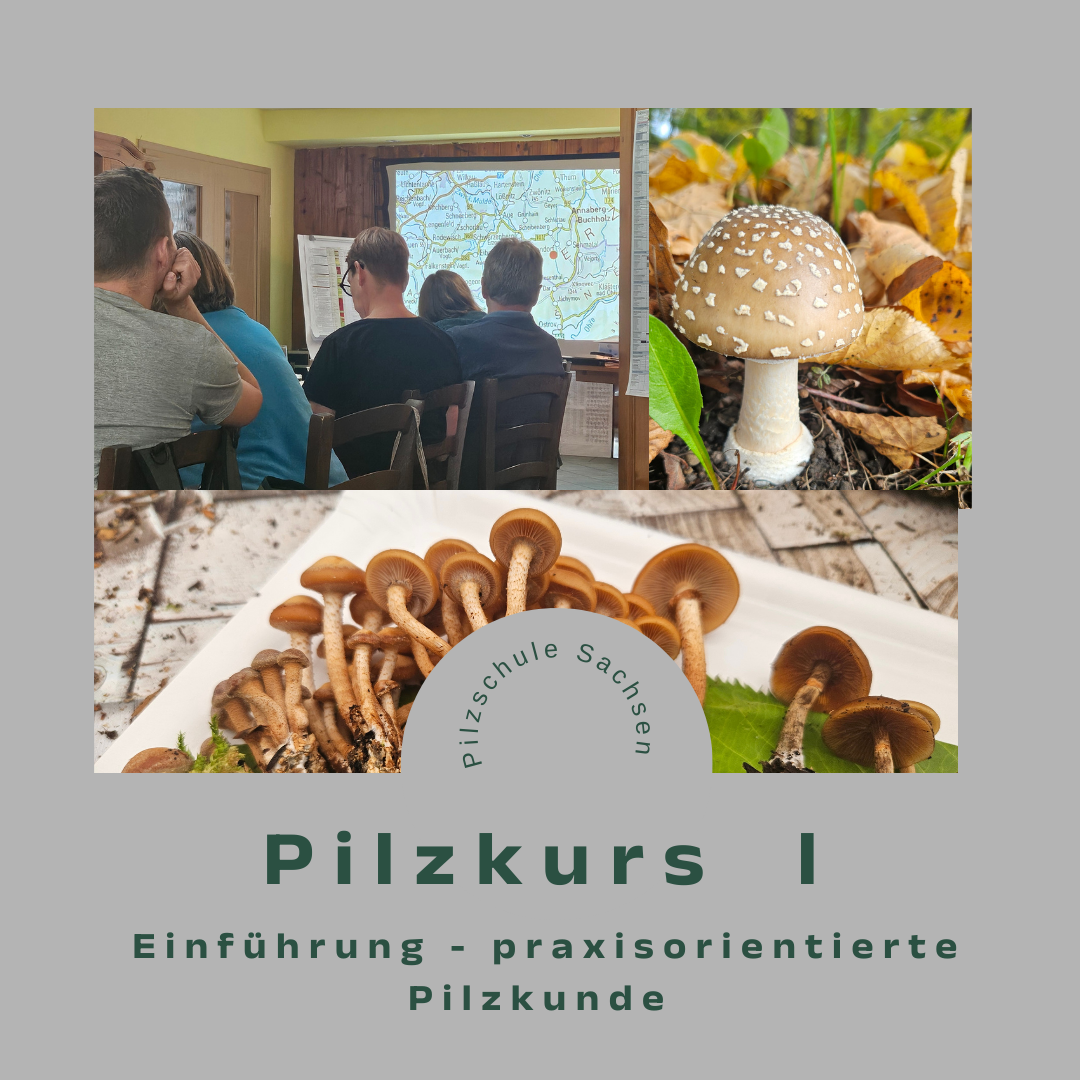 Bestimmungsübungen mit Pilzen