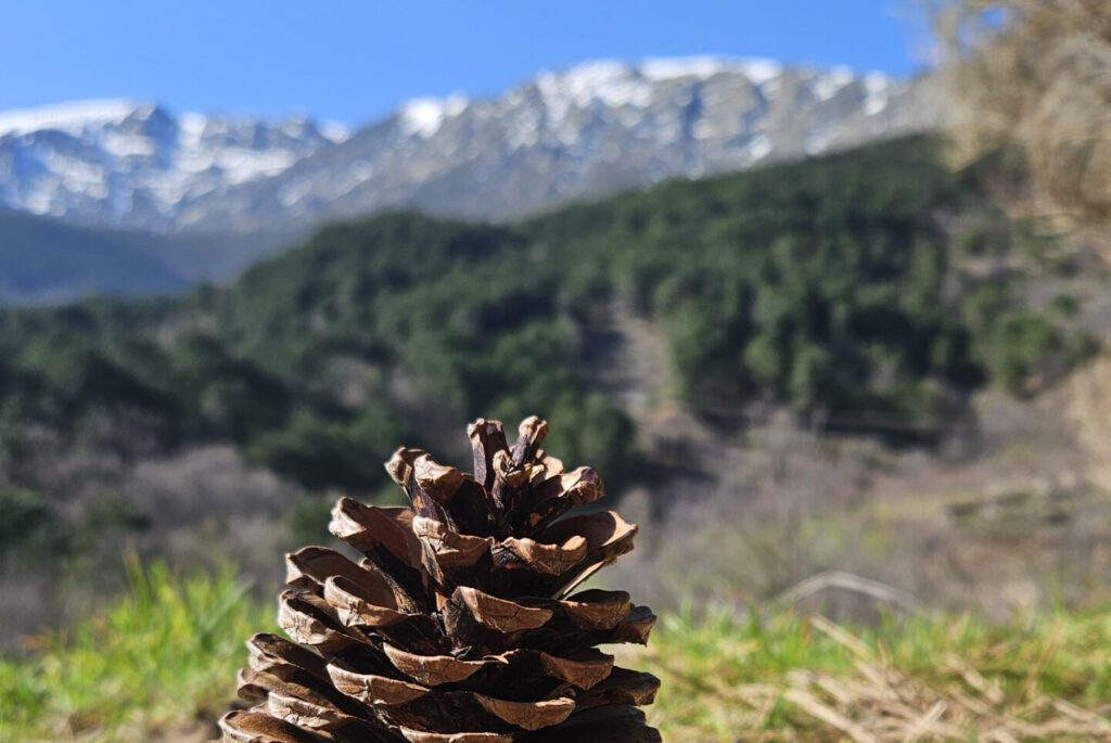 Zapfen im Gras vor Berglandschaft, ruhige Naturstimmung auf einer Wanderung