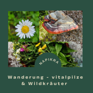 Vitalpilze & Wildkräuter Wanderung