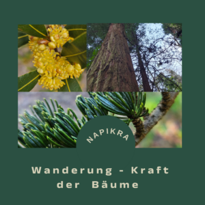 Wanderung Kraft der Bäume
