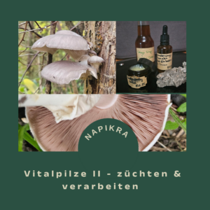 Vitalpilzkurs 2 - Zuchtpilze kultivieren & verarbeiten