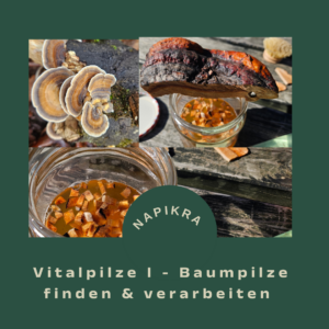 Vitalpilze I – Baumpilze erkennen & verarbeiten