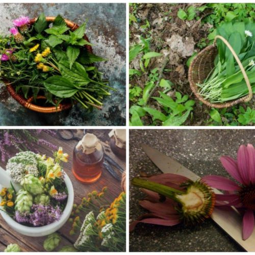 kleines Kräuterwissen, napikra, wildkräuter, heilkräuter, leipzig,, kräuterwanderungen