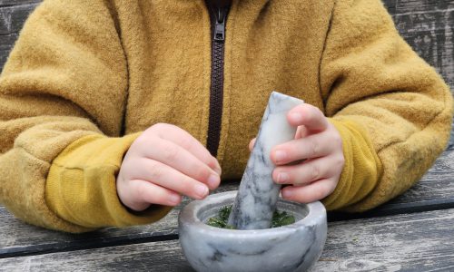 Kinderkräuterkurs napikra kräuter bestimmen sachsen